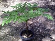Amorphophallus konjac foliage